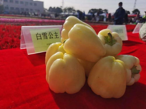 221個(gè)蔬果新品種閃亮登場(chǎng),這場(chǎng)秋季農(nóng)產(chǎn)品展示帶您逐個(gè)看