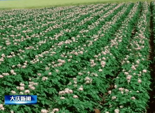 大慶市經濟作物種植面積突破79萬畝