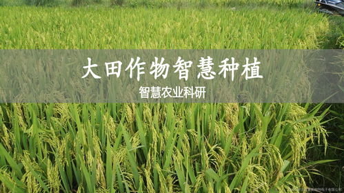 農業大田作物智慧種植科研