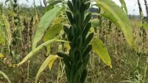 在農村種植的農作物,大家猜猜這個是什么植物,長見識了