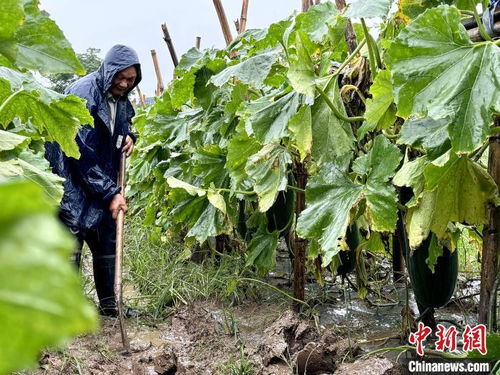 災后處方 保生產 湖南南縣農技專家田間 把脈