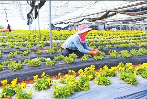 鮮花經濟助農增收
