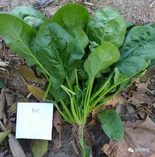鄭研種苗葉菜類精品薈萃
