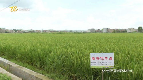 市融媒體助力 中垌這個(gè)專業(yè)農(nóng)民合作社要火了