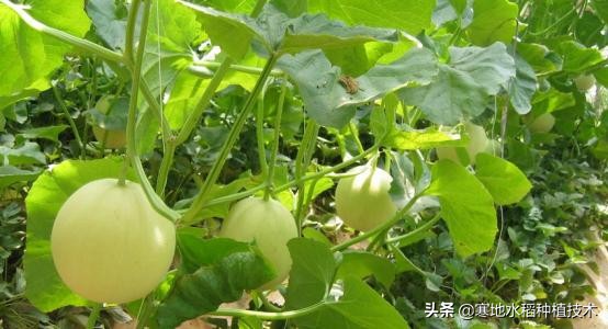 葡萄糖在農(nóng)作物種植的功效有哪些?