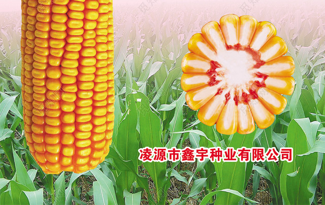玉米品種糧食種業(yè)農(nóng)產(chǎn)品海報