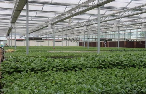 提質效 擴規模 創品牌 建平臺 強體系 中原菜都 加速崛起