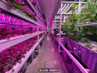 “航天蔬菜”杭州有同款,人造陽光和空氣,全程不用農藥,帶你走進神奇植物工廠