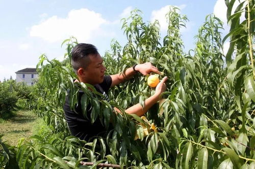 桃 你歡心,崇明黃桃采摘季,出發