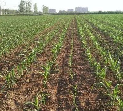2019年農作物病蟲害預計將偏重發生!各地農民要小心哪些?