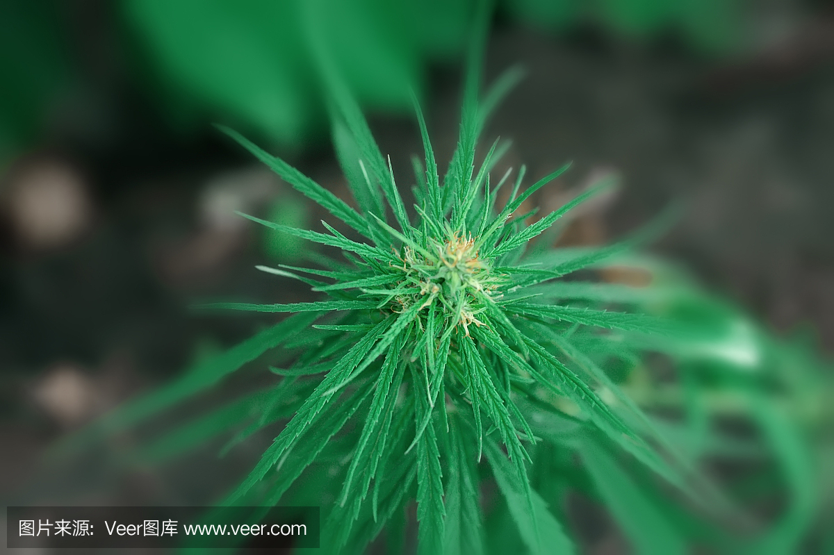 綠色大麻花CBD宏和醫用大麻。種植高質量的大麻產品。為治療目的使用大麻油的概念