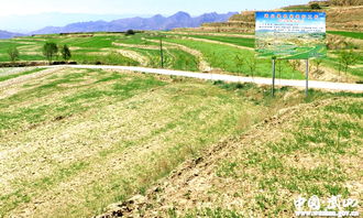 武山縣大力推廣油料作物種植