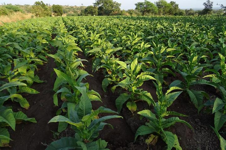 綠色農(nóng)業(yè)茂盛農(nóng)田里面的農(nóng)作物種植生長農(nóng)業(yè)背景圖片