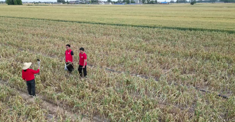 科學(xué)規(guī)劃,種植致富--探討適合這塊地的農(nóng)作物種植方案
